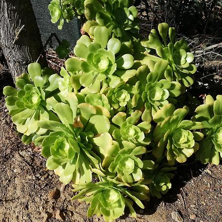 Appartamento La Cuppulata Budoni Esterno foto