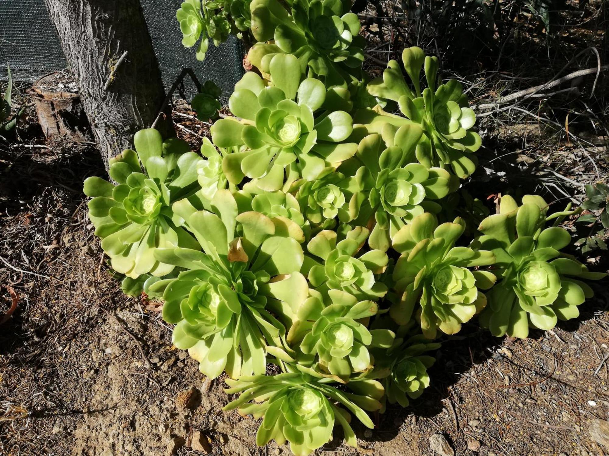 Appartamento La Cuppulata Budoni Esterno foto